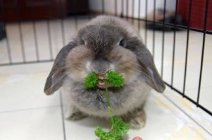cute-bunny-eating